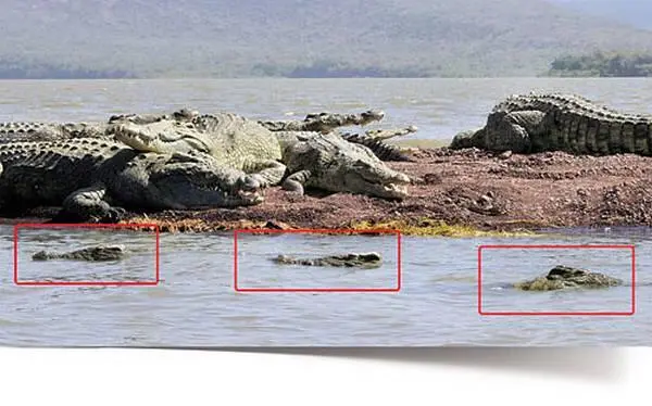 К тому же у большинства крокодилов устрашающе открыты пасти Но это всего лишь - фото 172