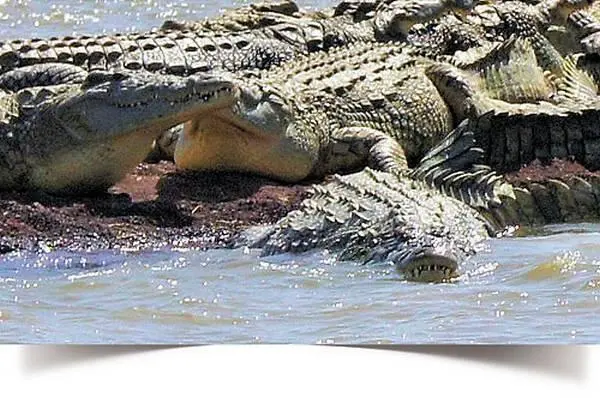 Лодки крокодилы не атакуют а за год съедают всего лишь 34х человек из - фото 175