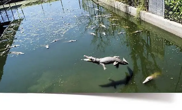 И после того как зеленый плюхнулся в воду к нему быстробыстро рвануло - фото 192