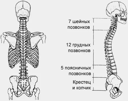 Подобное поднимание позвоночника делайте и тогда когда чувствуете себя - фото 10