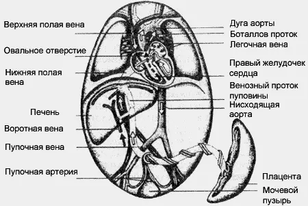 Крайне редко причину находят в сердце тогда как при всех этих симптомах у - фото 17
