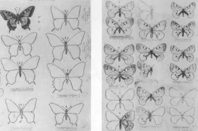 Набоковские детальные рисунки для книги Бабочки Европы над которой он - фото 63