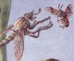Разбойники есть и среди насекомых Хищная муха ктырь нападает на пилильщика Но - фото 461