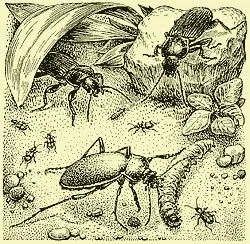 наездникибракониды съев гусеницу выходят из коконов жужелицы разных видов - фото 499