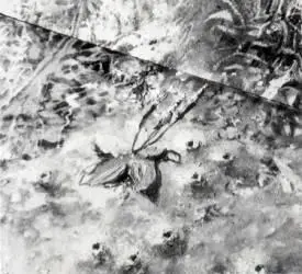 У подорожника тополевый леточник норки одиночных пчел Дазипод На одном из - фото 524