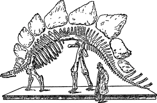 Рис 1 Костяк вымершего ископаемого животного чудовища стегозавра Факты затем - фото 2