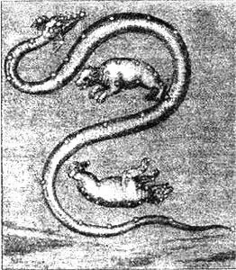 Рис 22 Большая Медведица Малая Медведица и Дракон атлас ГроцияГейна Во - фото 25