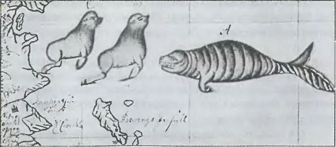 Морская корова Стеллера и тюлени Рисунок Свена Векселя 1741 г Иногда море - фото 72