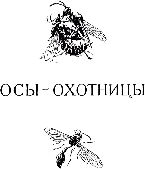 ЦЕРЦЕРИС Церцерисзлаткоубийца В июле 1839 года пишет Леон Дюфур один - фото 14