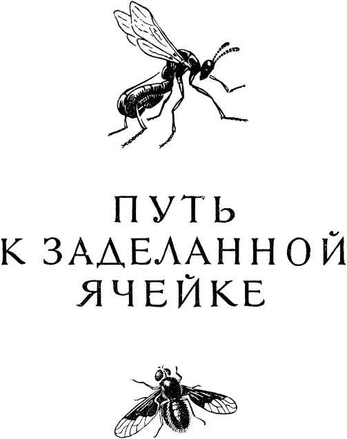 ЛИЧИНКОВЫЙ ДИМОРФИЗМ Антраксытраурницы Я познакомился с антраксами мухами - фото 245