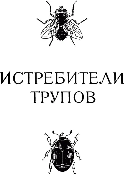 ЖУКИМОГИЛЬЩИКИ Могильщик и его добыча Иной раз на краю тропинки видишь - фото 337
