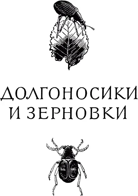 ПИТОМЦЫ ЧЕРТОПОЛОХА Ларин пятнистый Все лето и всю осень до наступления - фото 367