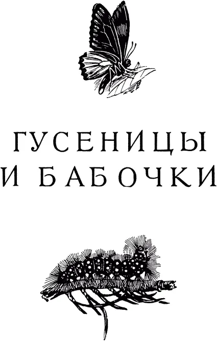 ОБОНЯНИЕ САМЦОВ Сатурнии То был памятный вечер Я назову его вечером - фото 410