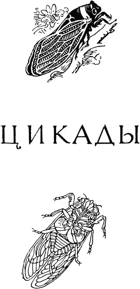 Освобождение Первые цикады появляются ко времени летнего солнцестояния На - фото 467
