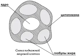Биохимические системы человека могут образовывать жирные кислоты из углеводов и - фото 8