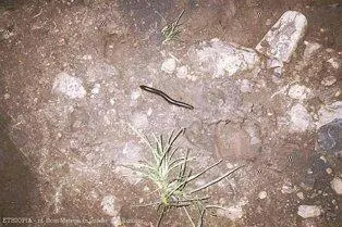 Уже в полной темноте расщепив вдоль бамбуковые палки варили гороховую кашу и - фото 219