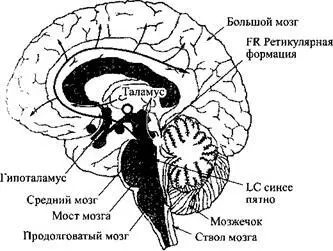 Сеть сонбодрствованиесеть из нескольких нервных центров проводит две волны - фото 6