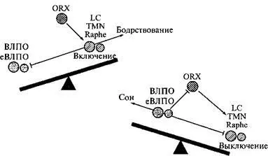 Переключатель снаСлева когда мы бодрствуем центры активности блокируют центр - фото 8