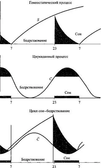 Двухфакторная модель регуляции снавверху Гомеостатическая компонента - фото 11
