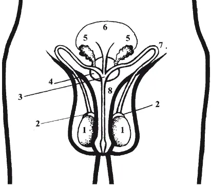 Рис 1 Строение мужских половых органов 1 яичко 2 придаток яичка 3 - фото 1
