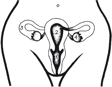 Рис 1 Внутренние женские половые органы 1 влагалище 2 матка 3 - фото 1