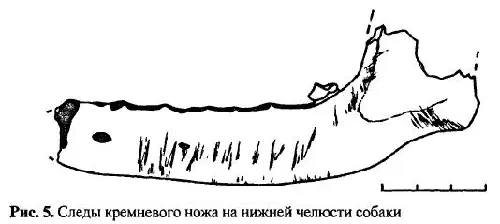 Наличие на костях следов оставленных различными орудиями свидетельствует что - фото 51