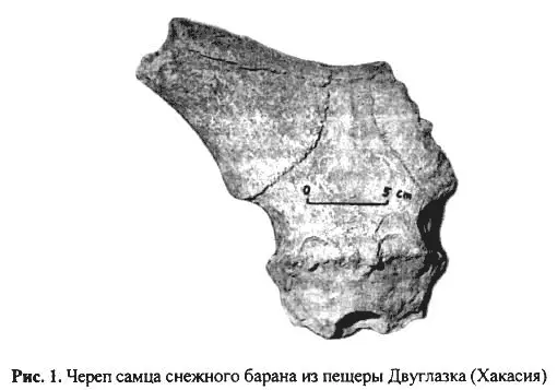 Вполне возможно что этот череп принадлежал самке снежного барана и - фото 69