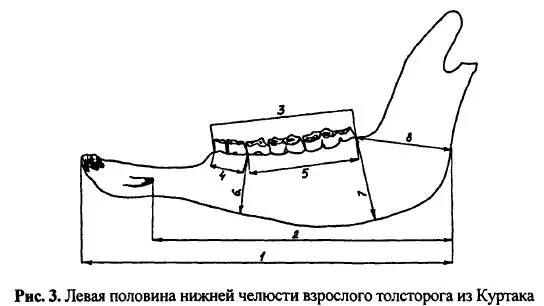 Лишенная резцов и окрашенная в неровный бурый цвет левая половина нижней - фото 73