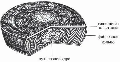 Рисунок 20 Схема строения межпозвонкового диска Замечу что одним из - фото 31
