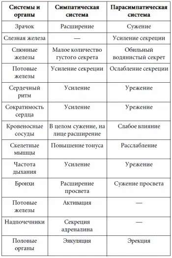 Каждому овощу свое Вегетативная нервная система как уже было сказано - фото 27