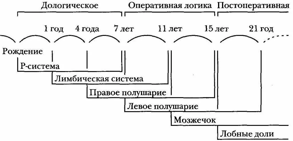Рисунок 2 Резкие скачки в росте мозга и изменения в концентрации в процессе - фото 2