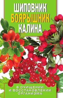 Алла Нестерова - Шиповник, боярышник, калина в очищении и восстановлении организма