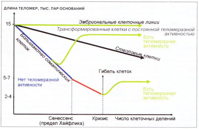 Теломераза активна не во всех клеточных популяциях Максимальная активность - фото 2