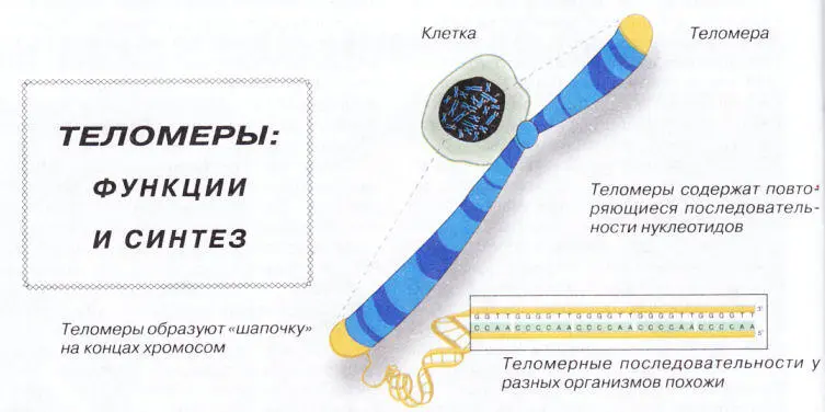 Теломеры функции и синтез Теломерная ДНК защищает хромосомы Теломераза - фото 3