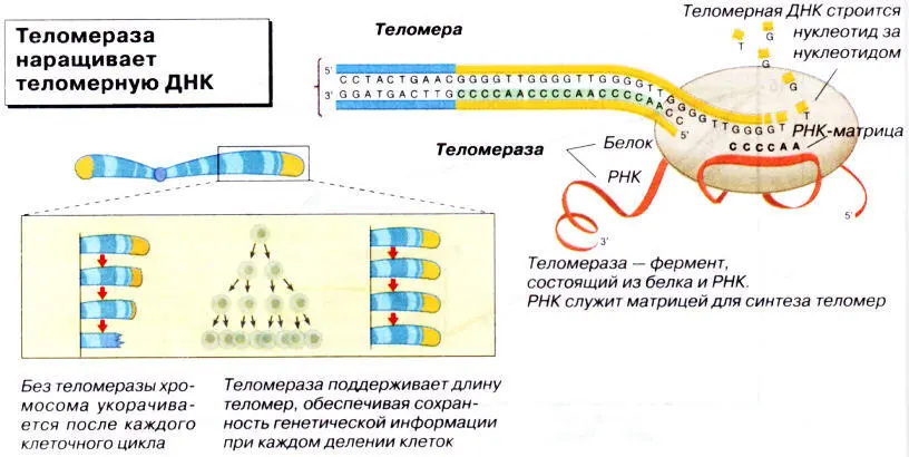 Теломераза наращивает теломерную ДНК БЕЗ ТЕЛОМЕРАЗЫ КЛЕТКА СТАРЕЕТ А С - фото 5
