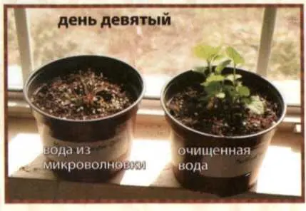 Через девять дней левый цветок погиб Вывод ясен то же происходит и со - фото 14