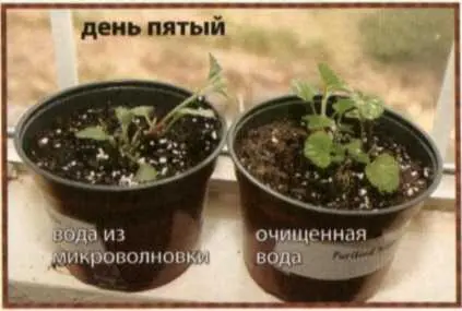 Через девять дней левый цветок погиб Вывод ясен то же происходит и со - фото 13
