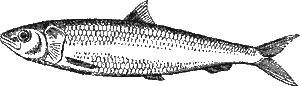 Рис 59 Тихоокеанская сардина Sardinops caerulea Рис 60 Колебания улова - фото 66