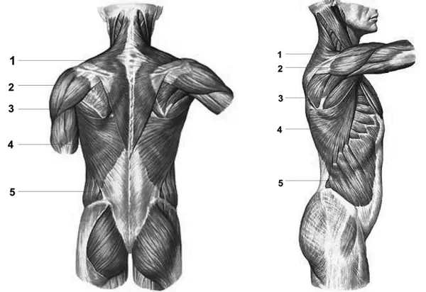 Мышцы спины 1 трапециевидная мышца 2 дельтовидная мышца 3 большая - фото 6