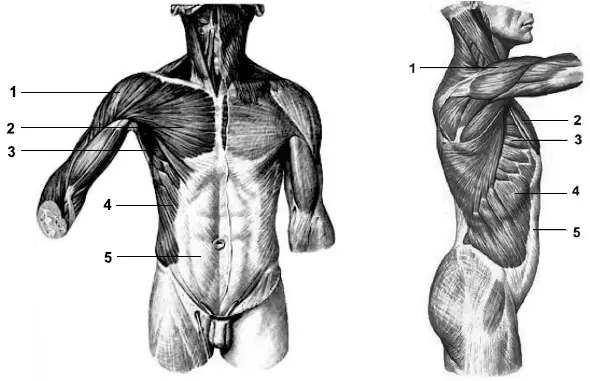 Мышцы груди и живота 1 дельтавидная мышца 2 большая грудная мышца 3 - фото 7
