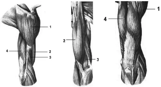 Мышцы плеча 1 дельтавидная мышца 2 двуглавая мышца плеча 3 плечевая - фото 8
