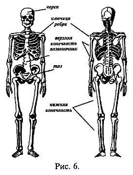Скелет состоит из 148 подвижных костей и соответственно 147 сочленений - фото 9