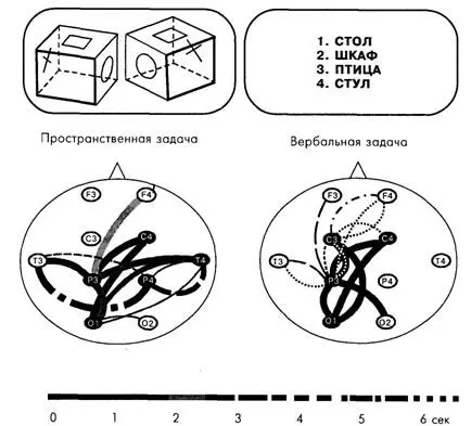 Рис 112Корковые связи в диапазоне частот бетаритма при двух мыслительных - фото 44
