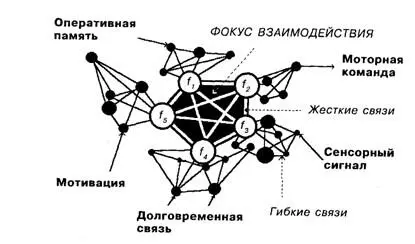 Рис 113Схема фокуса взаимодействия Фокус состоит из групп нервных клеток - фото 45
