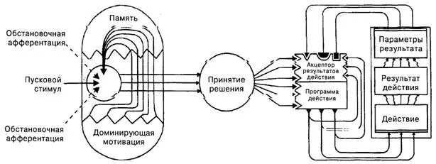 Рис 141Функционольная система и поведенческий континуум Операциональная - фото 55