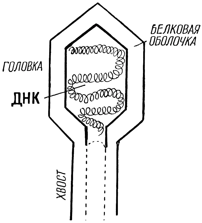 Схема бактериофага Не всегда напав на бактерию фаг уничтожает ее - фото 65