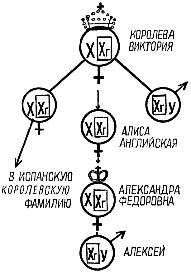 Родословная гемофилии в семье Романовых Жена Николая II была внучкой - фото 83