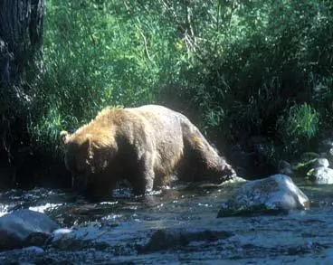 На берегах реки можно найти не только рыбу Когда я говорю о том что медведь - фото 52