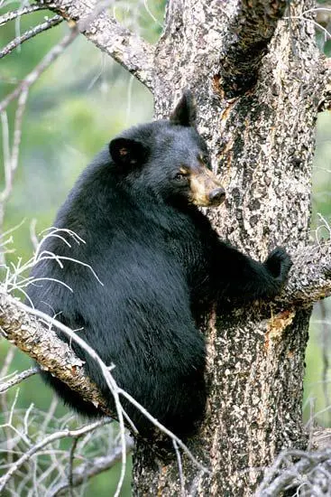 Барибал американский чёрный медведь Ursus americanus Фото blickwinkel - фото 83
