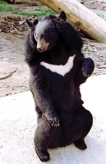 Гималайский медведь Ursus thibetanus Фото Виталия Созинова ИТАРТАСС - фото 84